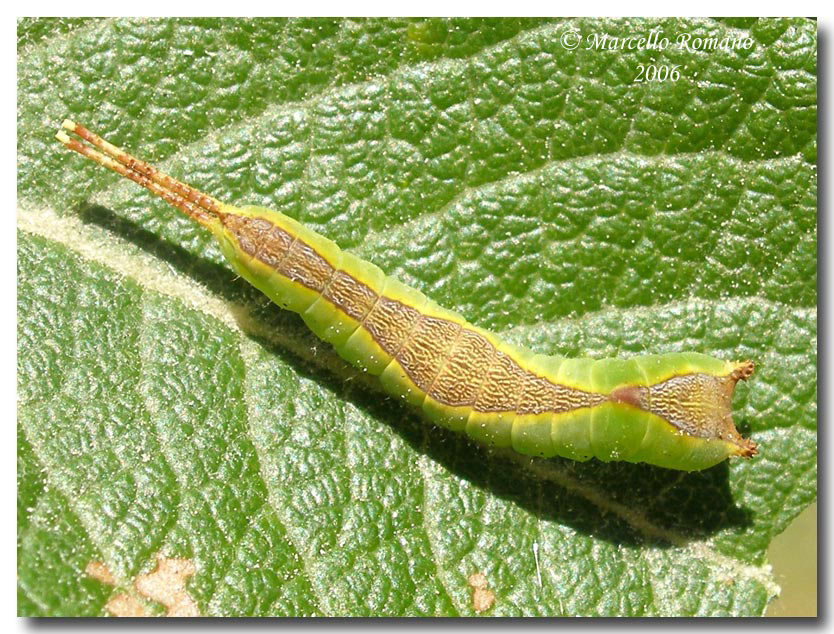 Un piccolo bruco di Cerura vinula (Notodontidae)